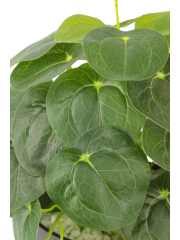 Pilea artificiel