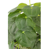 Pilea artificiel