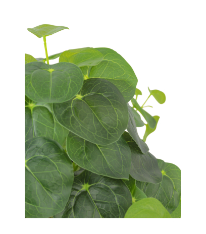Pilea artificiel