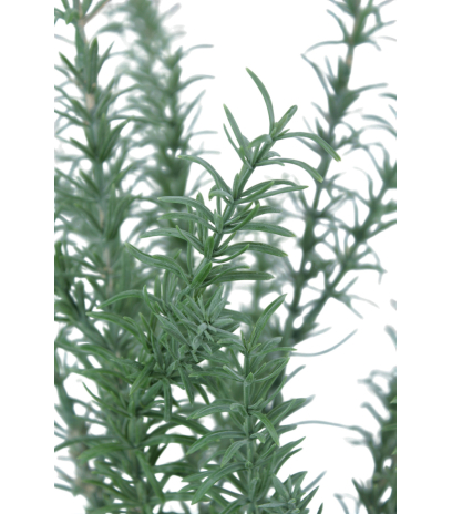Romarin sauvage artificiel