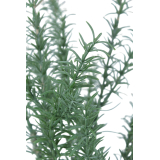 Romarin sauvage artificiel