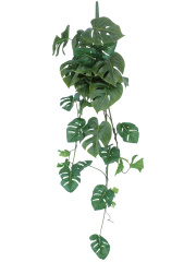 Chute de philodendron...