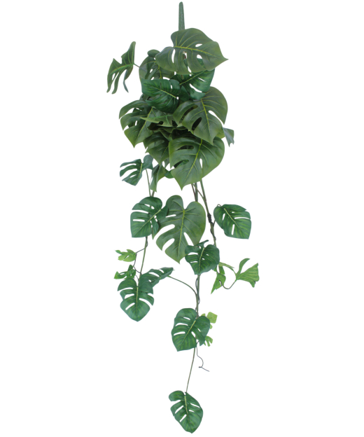 Chute de philodendron...