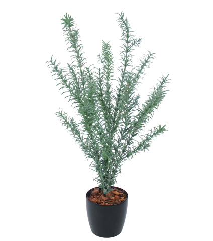 Romarin sauvage artificiel