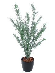 Romarin sauvage artificiel