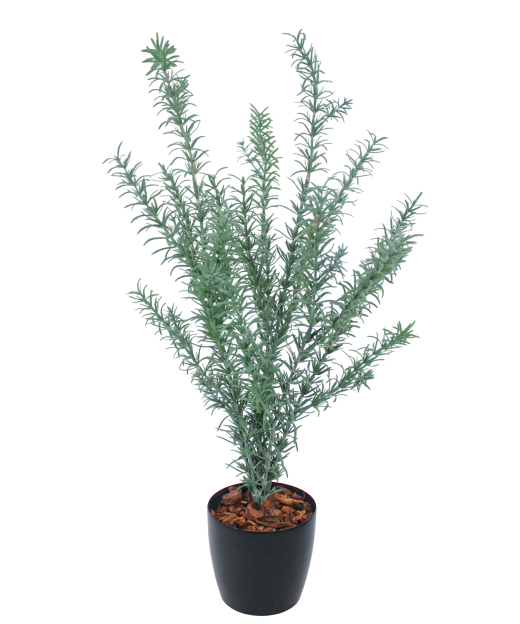 Romarin sauvage artificiel