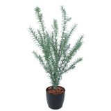 Romarin sauvage artificiel