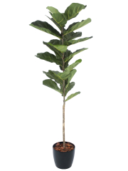 Jeune ficus lyrata artificiel