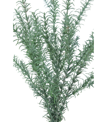 Romarin sauvage artificiel