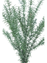 Romarin sauvage artificiel