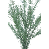Romarin sauvage artificiel