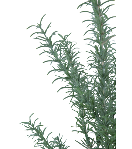 Romarin sauvage artificiel