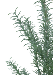 Romarin sauvage artificiel