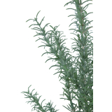 Romarin sauvage artificiel