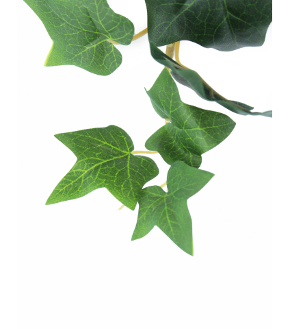 Lierre des jardins artificiel