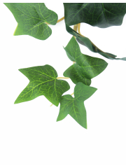 Lierre des jardins artificiel