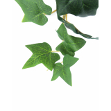 Lierre des jardins artificiel