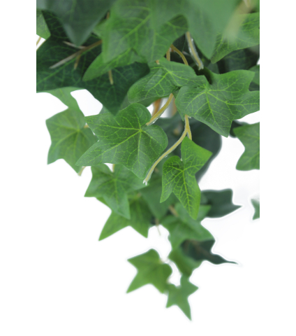 Lierre des jardins artificiel