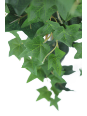 Lierre des jardins artificiel