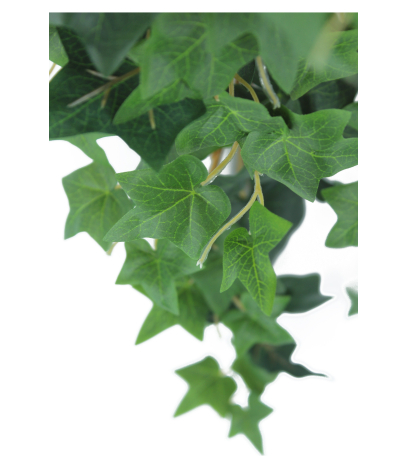 Lierre des jardins artificiel