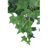 Lierre des jardins artificiel