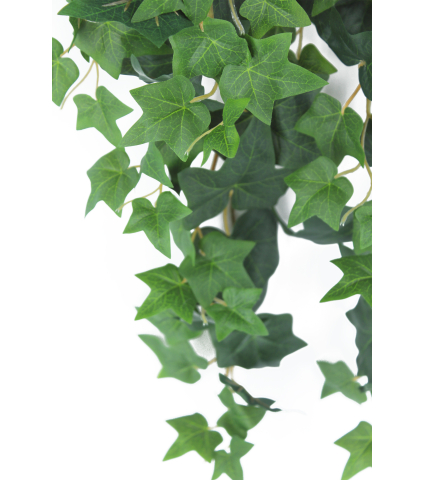Lierre des jardins artificiel