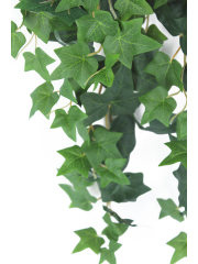 Lierre des jardins artificiel