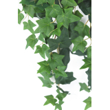Lierre des jardins artificiel