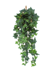 Lierre des jardins artificiel