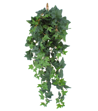 Lierre des jardins artificiel