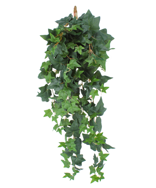 Lierre des jardins artificiel