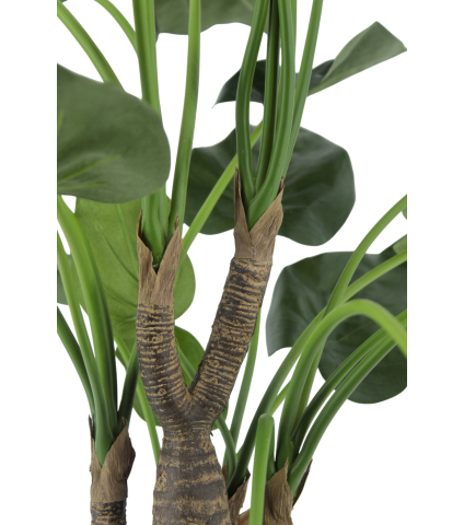 Alocasia cucullata artificiel