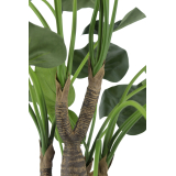 Alocasia cucullata artificiel