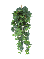 Lierre des jardins artificiel