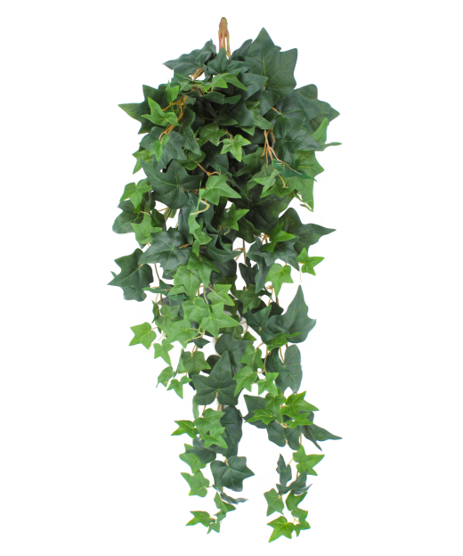 Lierre des jardins artificiel