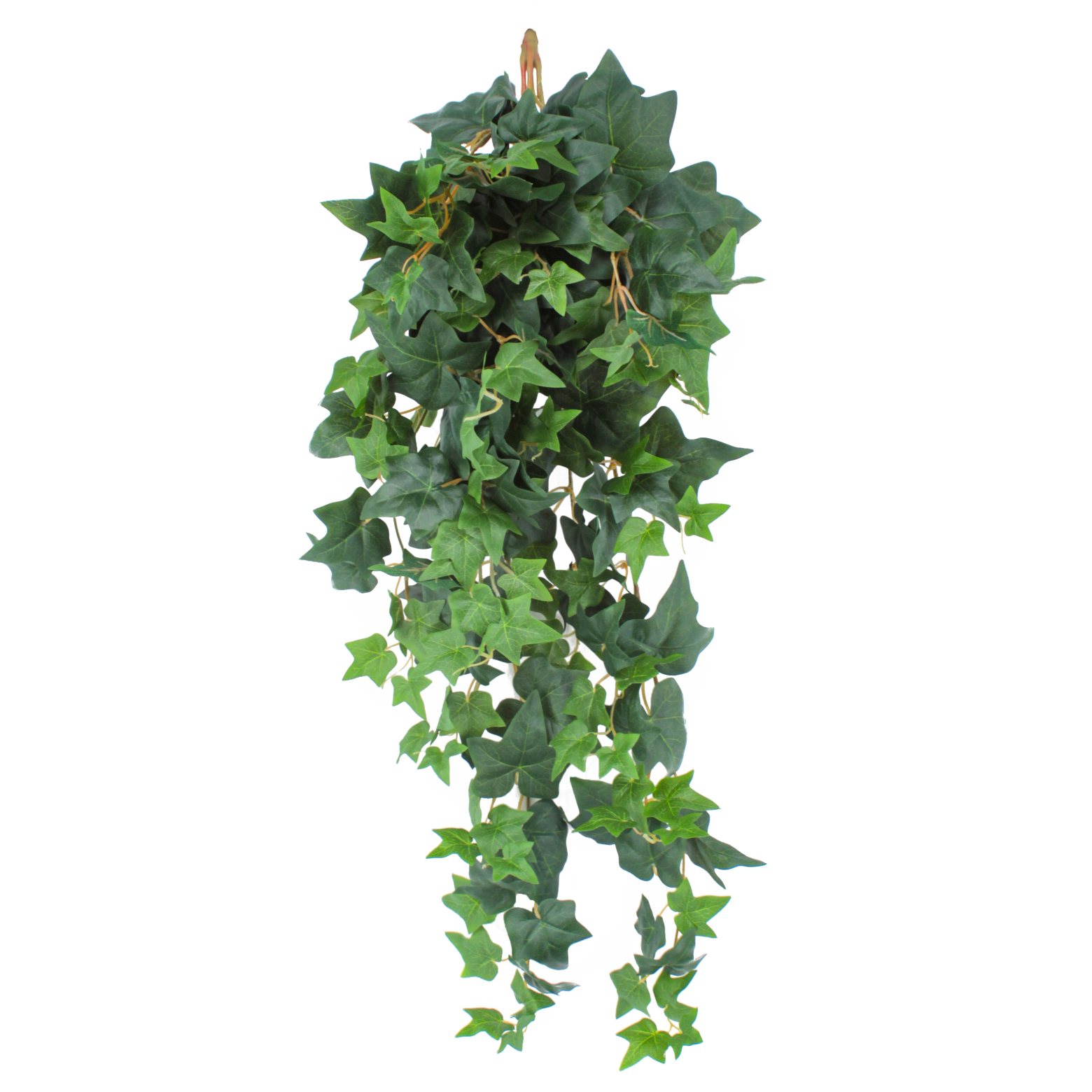 Lierre des jardins artificiel