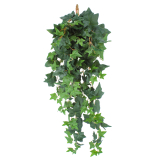 Lierre des jardins artificiel