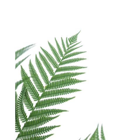 Fougère arborescente artificielle