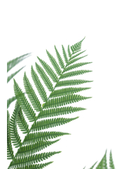 Fougère arborescente artificielle