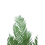 Fougère arborescente artificielle