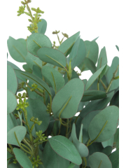 Eucalyptus gunnii artificiel en fleurs