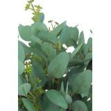 Eucalyptus gunnii artificiel en fleurs