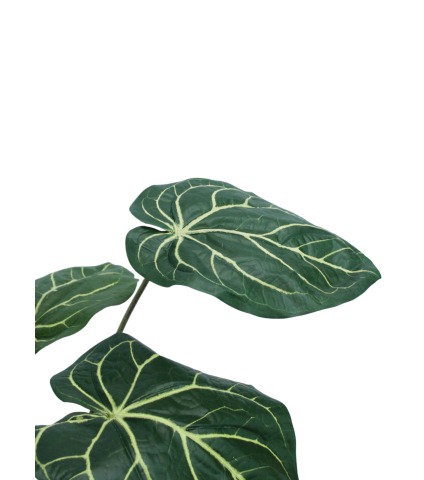 Caladium artificiel