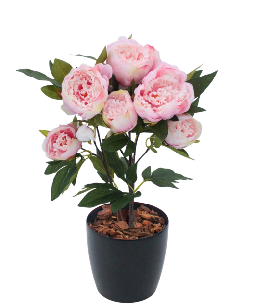[a compléter] Pivoine 3513-15