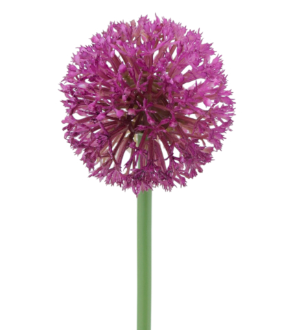 Allium artificiel rose fuchsia