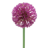 Allium artificiel rose fuchsia