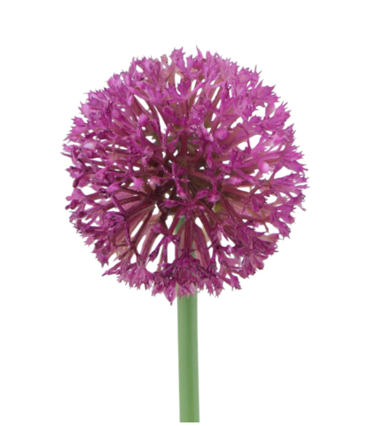 Allium artificiel rose fuchsia