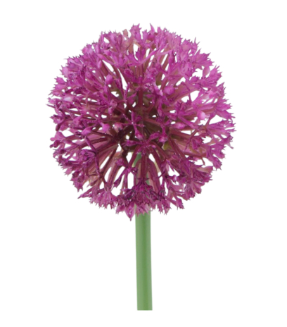 Allium artificiel rose fuchsia