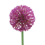 Allium artificiel rose fuchsia