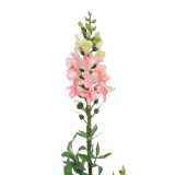 Muflier rose artificiel